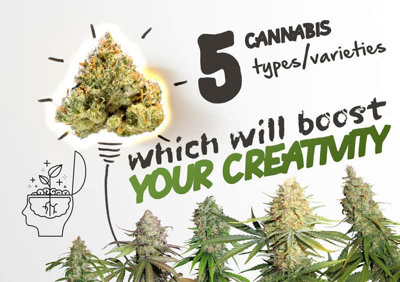 Best Indica Cannabis Strains For Creativity