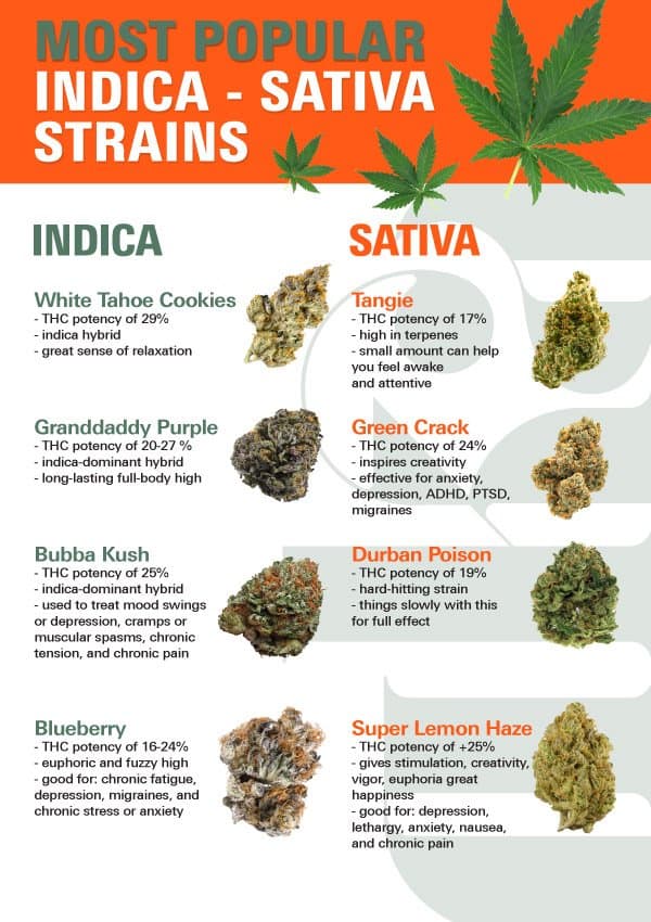 Best Indica Cannabis Strains For Creativity