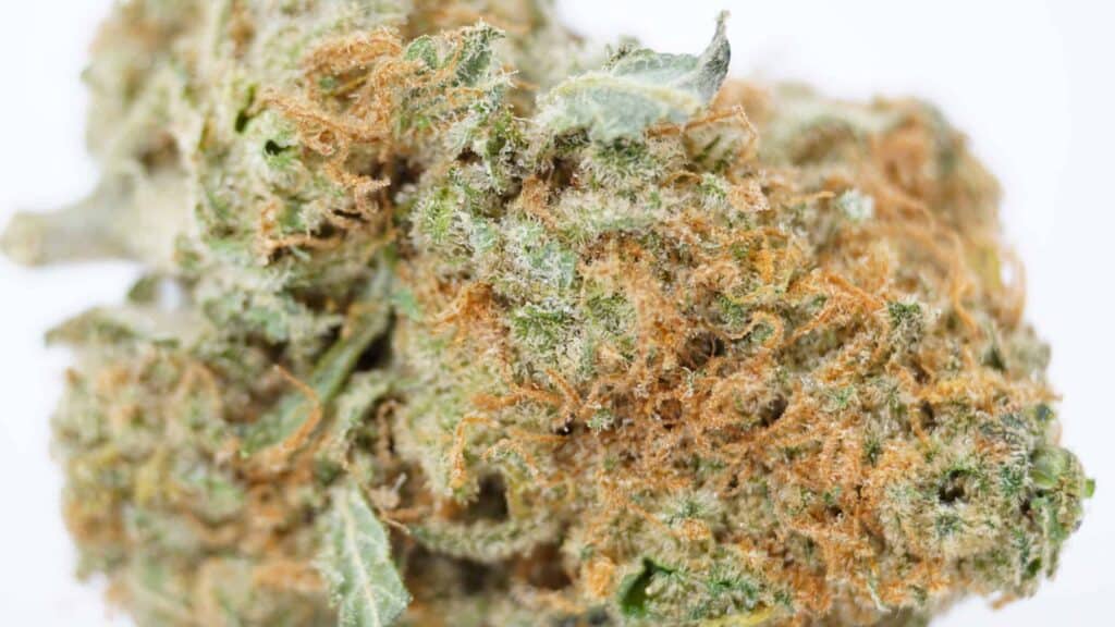 Blue Dream Strain Review Canada: Budlyft