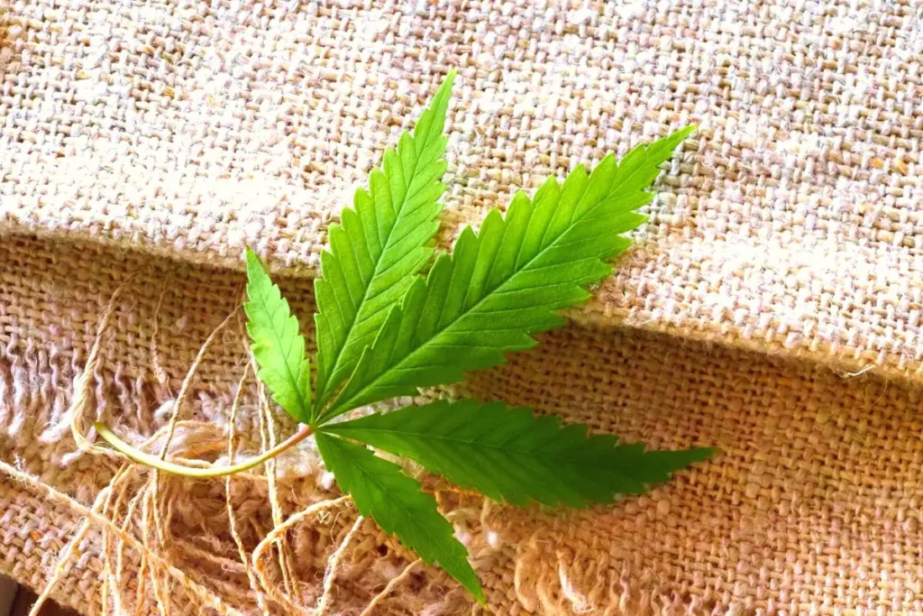 Comparing the Cost of Hemp Clothing to Other Materials