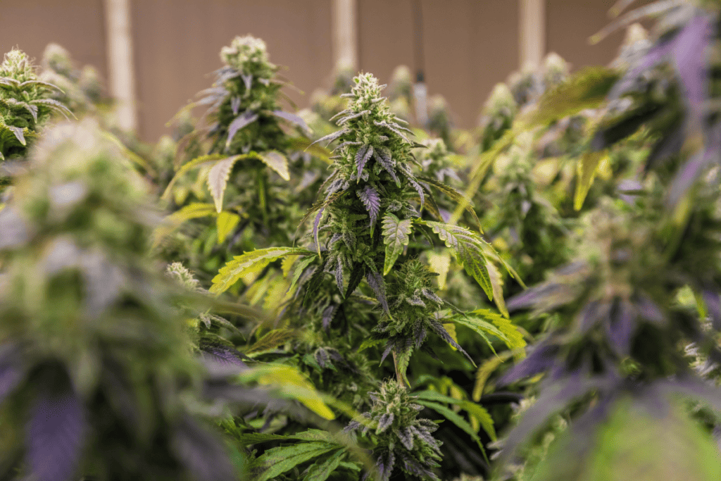 Here Are The Best 5 Weed Strains For Female Arousal