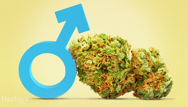 Here Are The Best 5 Weed Strains For Male Arousal