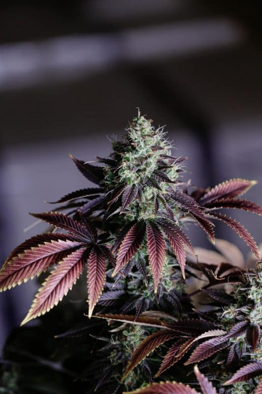 Introducing The Top 10 Hybrid Strains In Canada