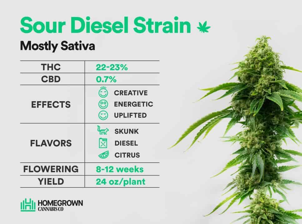 Is Sour Diesel Good For Creativity?