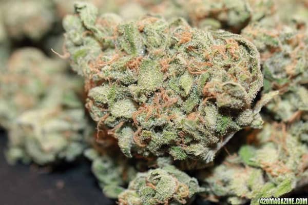Is Sour Diesel Good For Creativity?