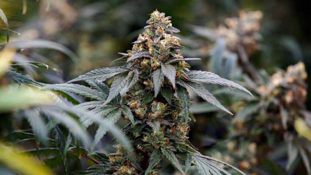 Top 5 Indica Dominant Hybrid Strains In Canada