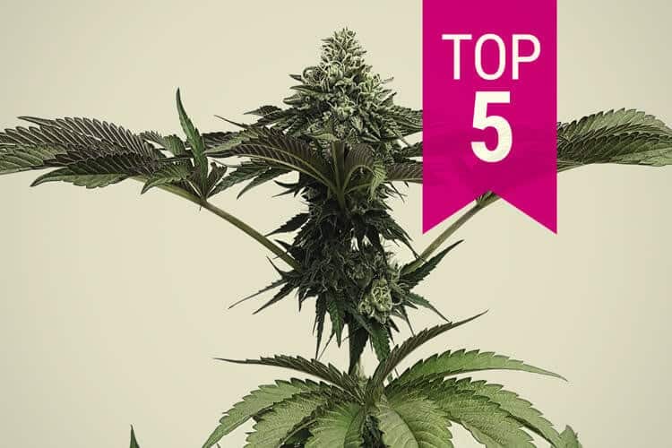 Top 5 Indica Dominant Hybrid Strains In Canada