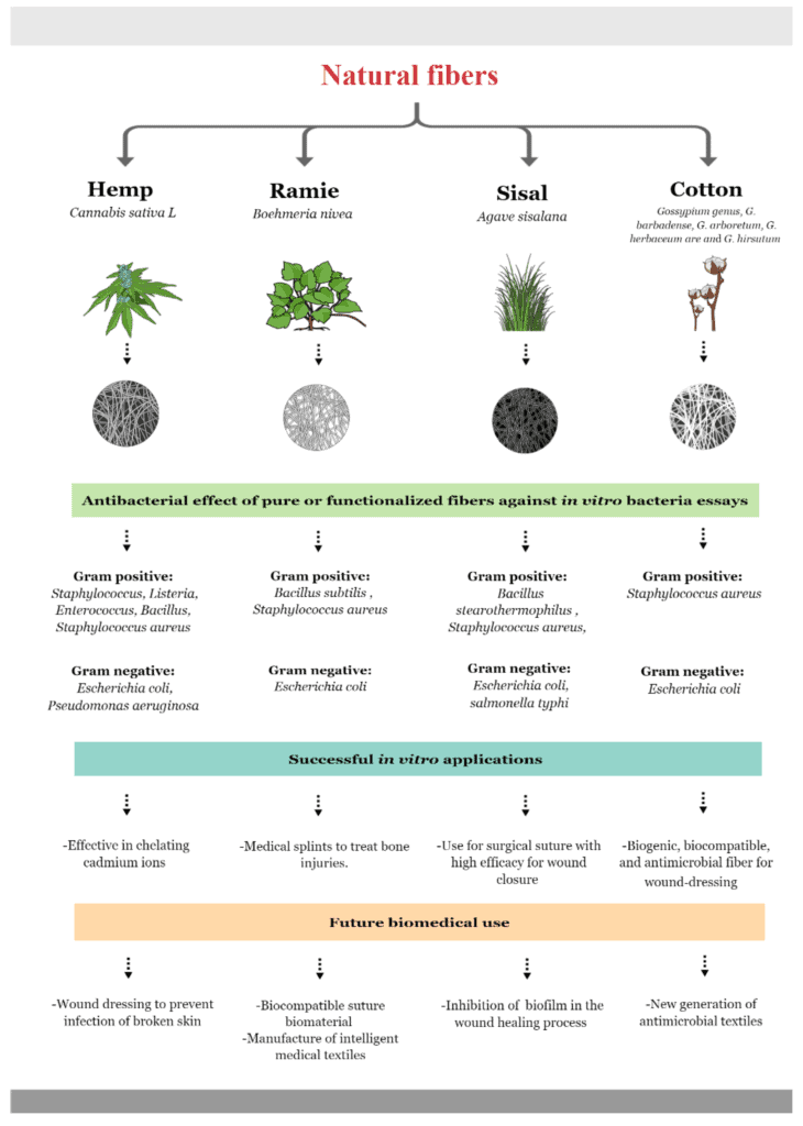 Comparing the Anti-Bacterial Properties of Hemp Clothing to Other Fabrics