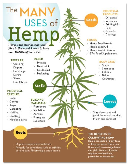 Governments Role in the Hemp Clothing Industry