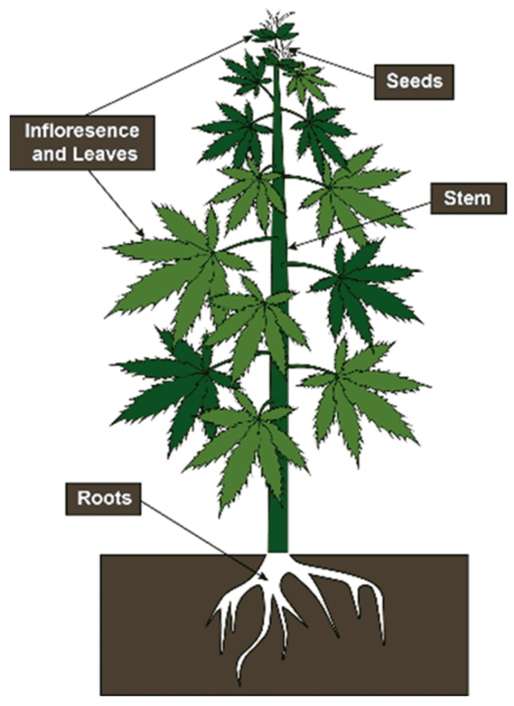 Exploring the Economic Impact of Hemp Clothing on Rural Communities